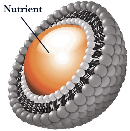 A Liposome