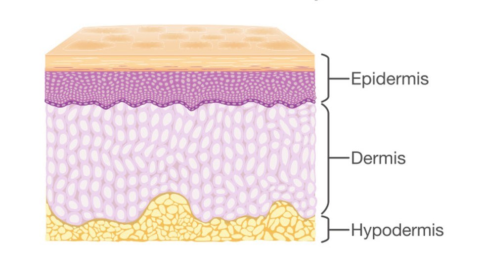 Normal Skin Layer